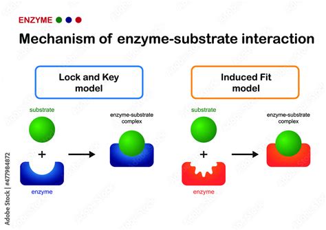 Biological diagram show mechanism of enzyme substrate interaction by ...