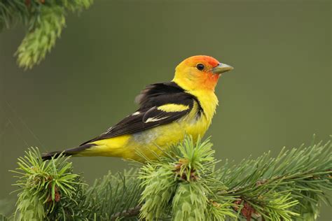 Western Tanagers Are Flashes of Bright Color | BirdNote