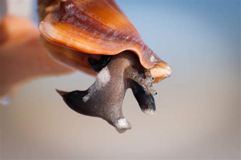 Fighting Conch: una guía de cuidado completa