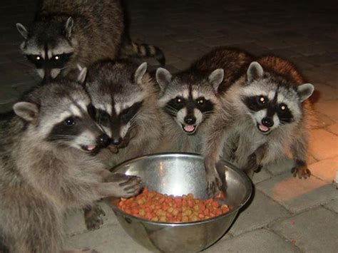 Raccoon Medicine great power to show how to live in the Now.