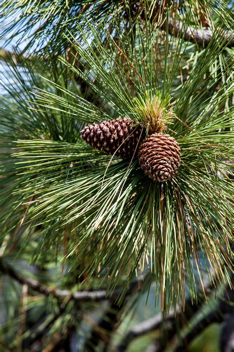 Free stock photo of cones, fir tree, pine cone