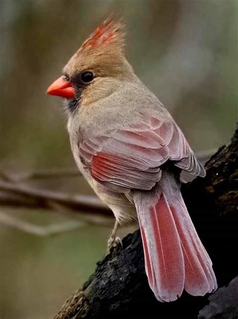 What Does a Female Cardinal Look Like? (Hint: She's not Red)