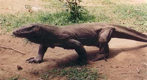 Komodo dragon | Facts About All