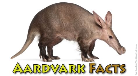 Aardvark Facts & Information For Kids From Active Wild