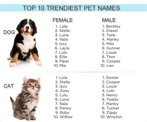 Top 10 Trendiest Cat and Dog Names