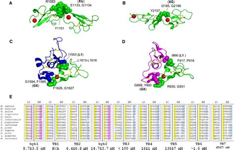 Dissecting the Fibrillin Microfibril: Structural Insights into ...