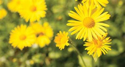 Yellow Flowers, Beautiful Natural Flower Image, #29085