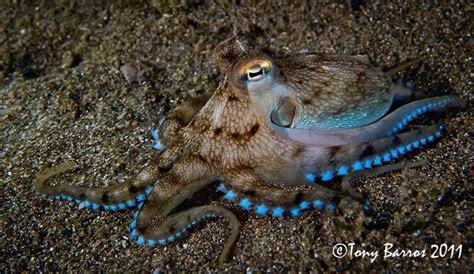 85 best images about Octopus (Crystal) on Pinterest | Philippines, Your ...