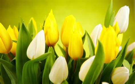 Tulips White Yellow Flowers Spring wallpaper | 2560x1600 | #23672