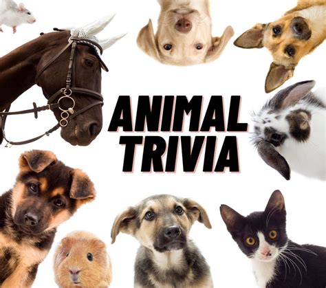 100 Animal Trivia Questions with Answers for Kids & Adults - Parade Pets