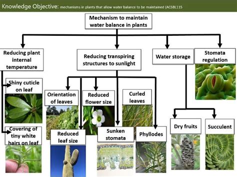 Adaptations in Endotherms, homeostasis, mechanism for plants | Teaching ...