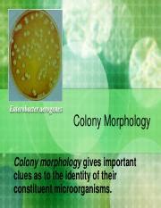 Colony-Morphology.pdf - Enterobacter aerogenes Colony Morphology Colony ...