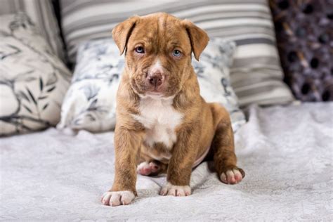 Blue Fawn Pitbull: Are These Pups The Fairest Of Them All?