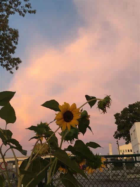 #sunset #sunshine #aesthetic #tumblr | Aesthetic photography nature ...