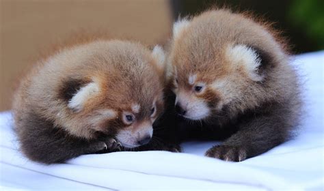 It's twin boys! Baby red pandas born at Rosamond Gifford Zoo - syracuse.com