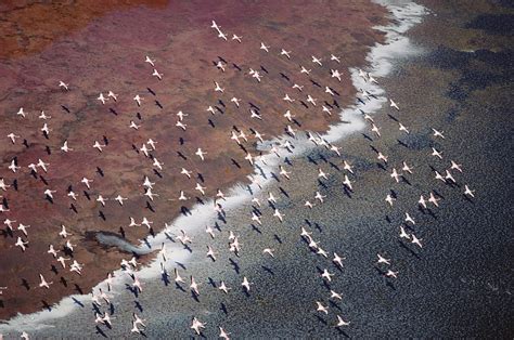 Lesser Flamingo Group Flock Flying Photograph by Tim Fitzharris - Pixels