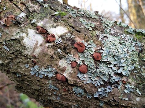 Misidentifying Fungi: The old oak tree