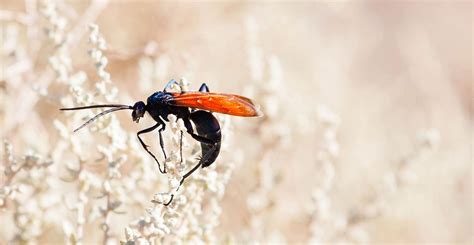 Tarantula hawks: The most painful wasp sting in the world explained ...