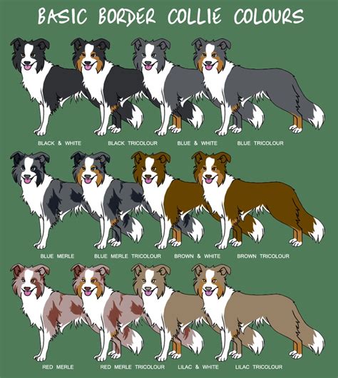 Border collie Color | Border collie colors, Collie, Dog breeds