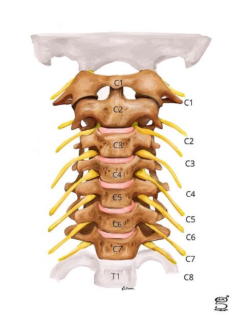 Cervical Spinal Nerves Anatomy