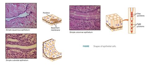 Stratified Epithelial Tissue Diagram