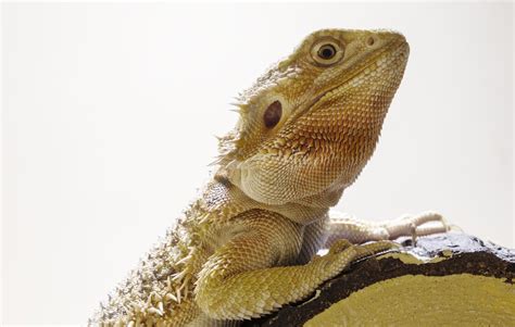 How lizards make new teeth | eLife Science Digests | eLife