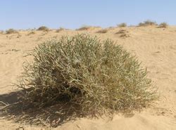 Sahara Desert: Plants in the sahara desert