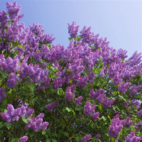 Lilac Bush | Dreamscapes Landscape Center