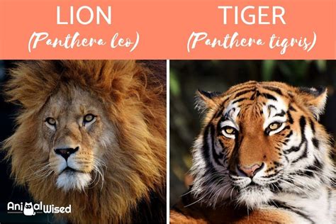 Differences Between Lions and Tigers - Lions Vs Tigers Comparison With ...