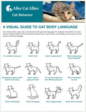 Cat & Kitten Body Language & Posture | A Visual Guide