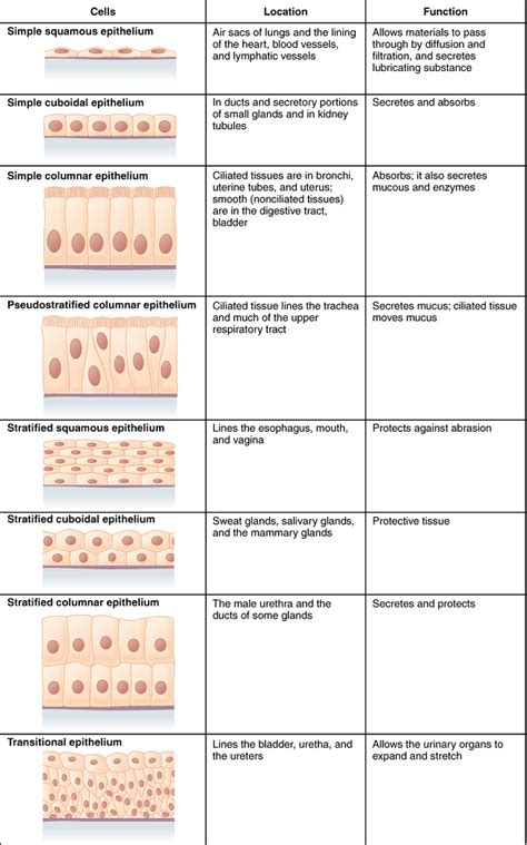 Structure and Functions – Anatomy, Physiology and Medical Language