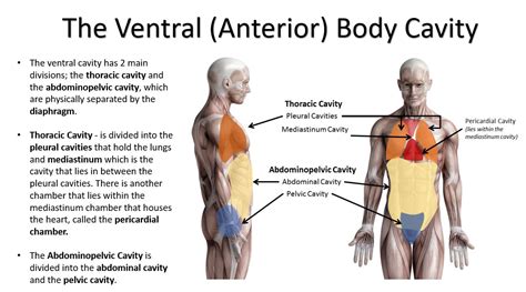 Body Cavities and Membranes - SCIENTIST CINDY