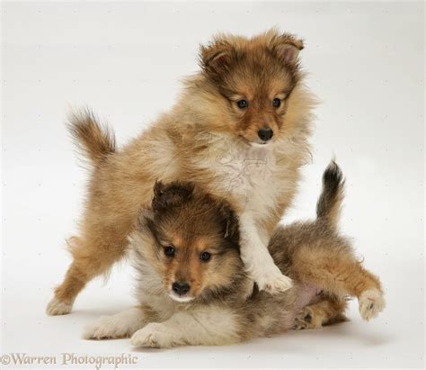 Rules of the Jungle: Shetland sheepdog puppies