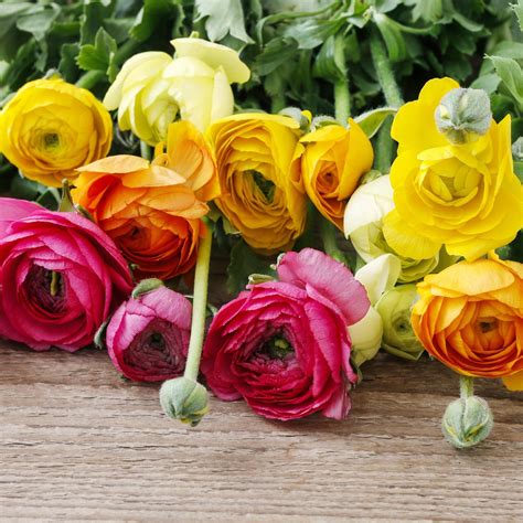 Ranunculus Bulbs | Shop 53 Varieties | Eden Brothers