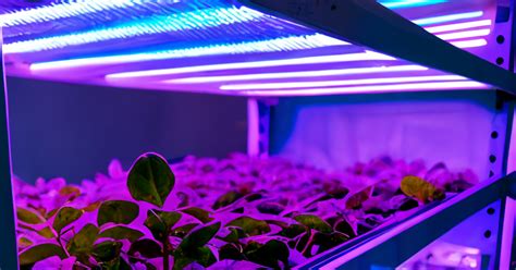 The Best Greenhouse Lighting Systems for 5 Different Crops