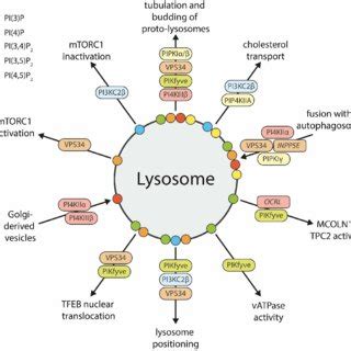 PIP regulation of lysosome function and homeostasis. | Download ...