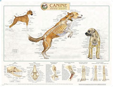 Dog Anatomy Head - Anatomical Charts & Posters