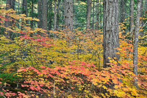 Fall Colors in North Cascades National Park Stock Image - Image of ...