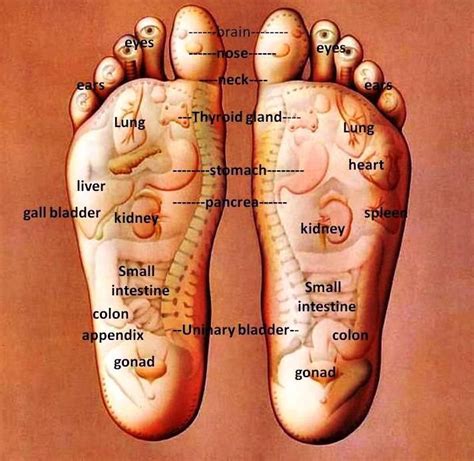 Excellent foot reflexology diagram. good to know Health Tips, Health ...