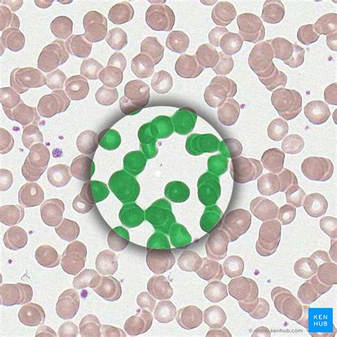 Erythrocytes - Histology, Structure, Function, Life Cycle | Kenhub