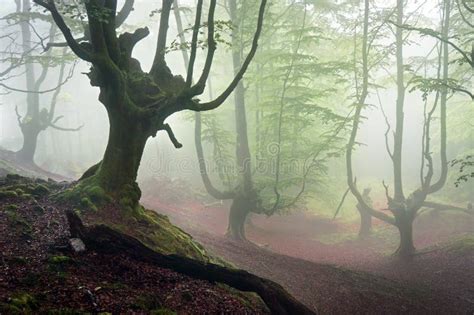 Creepy Forest With Horror Trees Stock Image - Image of misty, mist ...