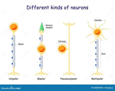 Different Kinds of Neurons. Neuron Types Stock Vector - Illustration of ...