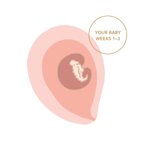 Weeks 1-3 of Pregnancy | Ovulation, Fertilisation & Conception