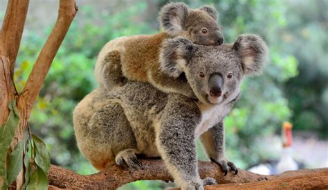 Koalas "funcionalmente" extintos según la ONG: Australian Koala ...