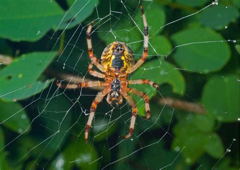 Spider Behavior - AnimalBehaviorCorner