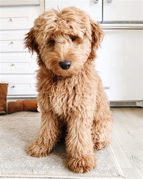 Types of Goldendoodle Colors – With Pictures!