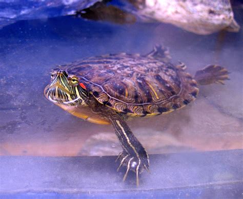 Red-Eared Slider Turtle Facts, Habitat, Diet, Pet Care, Pictures