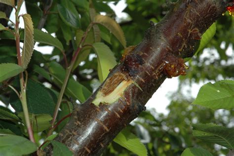 Research Trials Tackle Bacterial Blast in Cherries! - Magna-Bon ...