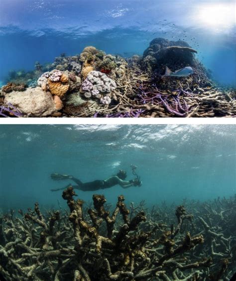 Literally cooked in hot water—what happened in the latest mass coral ...