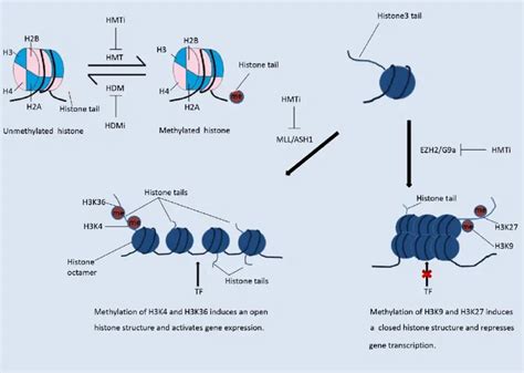 What is Histone Methylation? - Pathosomes